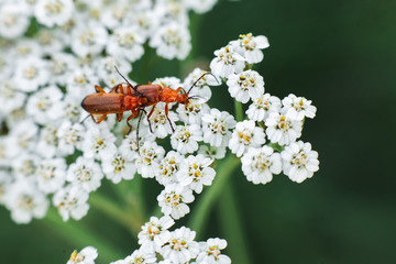couple of red beatles on white flower