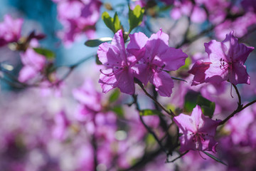 bush of flowering azaleas against a background of trees in a blue haze.