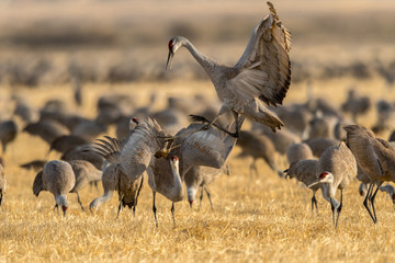Sandhill Cranes during the annual spring migration in Monte Vista, Colorado