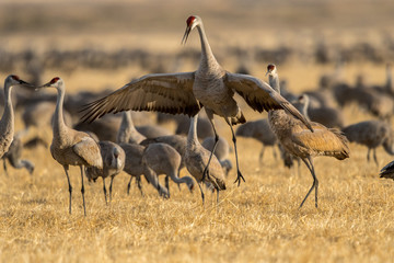 Sandhill Cranes during the annual spring migration in Monte Vista, Colorado