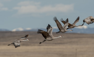 Sandhill Cranes during the annual spring migration in Monte Vista, Colorado