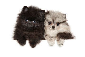 Two tiny Zwerg Spitz puppies on white