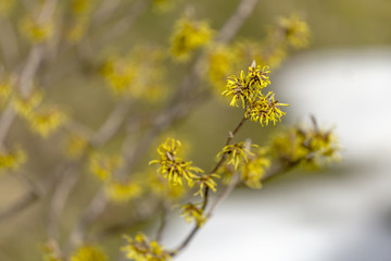 witch hazel blossom
