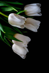 bouquet of white tulips on dark background