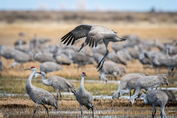 Sandhill Cranes during the annual spring migration in Monte Vista, Colorado