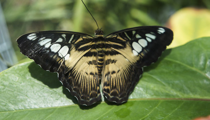 Fototapeta na wymiar Beautiful tropical brown with white spots butterfly