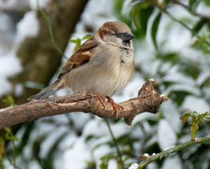 The house sparrow is a bird of the sparrow family Passeridae, found in most parts of the world. A small bird, it has a typical length of 16 cm and a mass of 24–39.5 g.