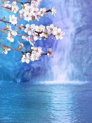 Plum tree white flowers on the waterfall background