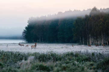 Red deer leader and herd against misty forest early in the morning during the rut in Belarus