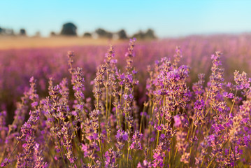 Soft focus of lavender flowers under the sunset light. Natural field closeup background in Provence, France.