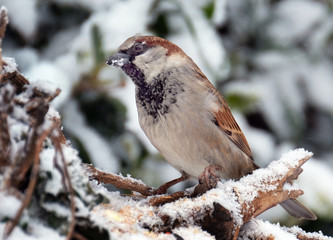 The house sparrow is a bird of the sparrow family Passeridae, found in most parts of the world. A small bird, it has a typical length of 16 cm and a mass of 24–39.5 g.