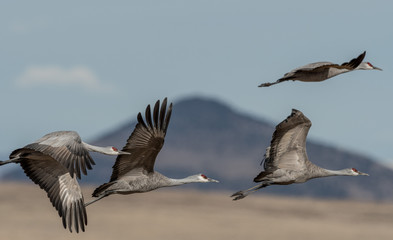 Fototapeta premium Sandhill Cranes during the annual spring migration in Monte Vista, Colorado