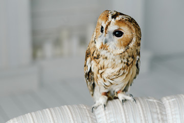 cute owlet sitting on a sofa