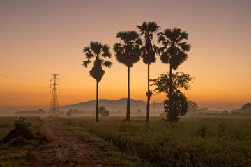 Fototapeta na wymiar Silhouette of palm tree on field with colorful sunrise