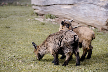 Little goats on a grass field