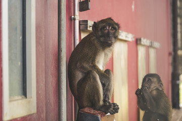 Two monkeys staring
