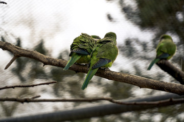 Two birds enjoying time together on a branch