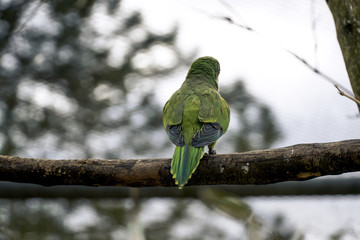 Lonely green bird on a branch