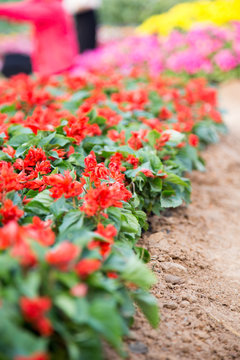 red flower name is Salvia Scapa King