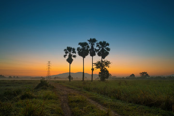 Fototapeta na wymiar Silhouette of palm tree on field with colorful sunrise