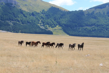 Obraz premium campo imperatore