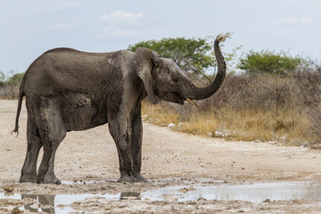 Elephant taking a bath of mud and water in Etosha National Park in Namibia