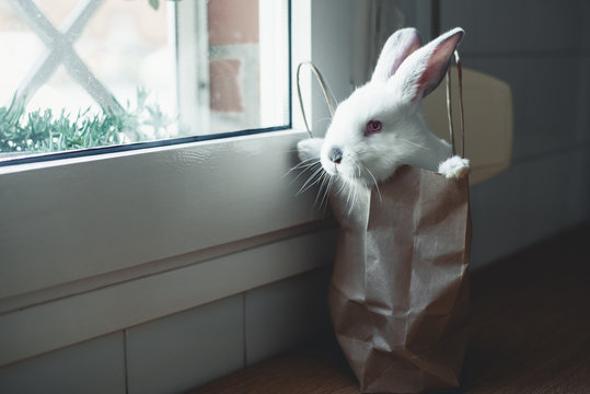 Cute white rabbit in paper bag