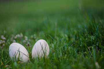 Two white Easter eggs with a branch of apricot in green grass. Easter background. Search for eggs at Easter.