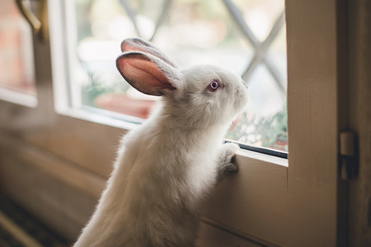 Fototapeta White little bunny looking at window