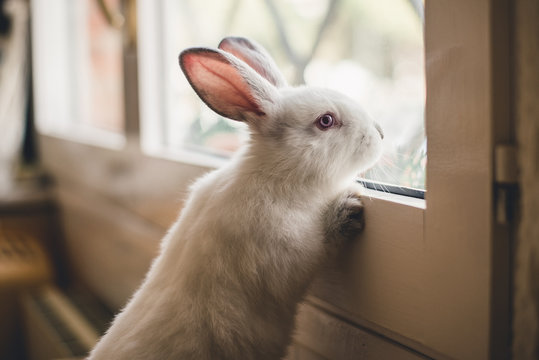 White little bunny looking at window
