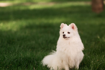 Cute white spitz dog outdoor