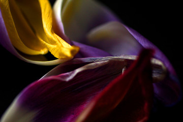 Hintergrund floral - Blütenblätter