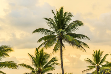 Fototapeta na wymiar scenic sun set with palm trees