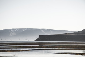 life in lagoon