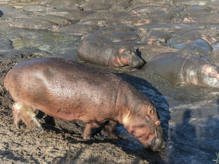 hippos relax at a water hole in the serengeti