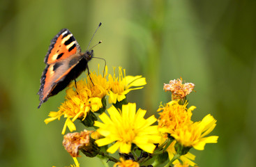 крапивница собирает нектар