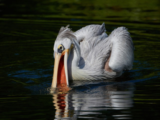 Pink-backed pelican (Pelecanus rufescens)