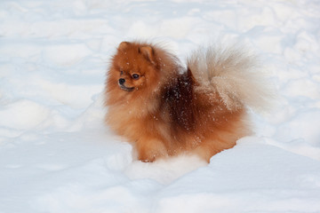 Beautiful pomeranian puppy is sitting on a white snow. Pet animals.