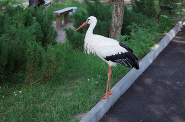 White stork with black wings standing on road in zoo