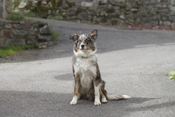 A blue merle border collie