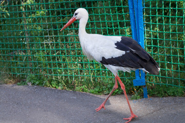 White stork with black wings steps on road in zoo