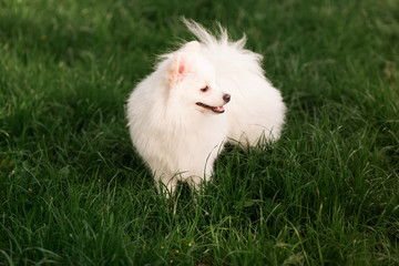 Cute white spitz dog outdoor