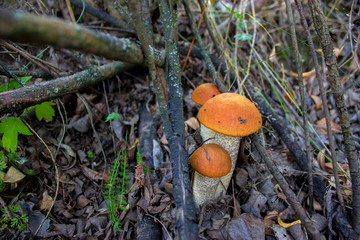 Orange mushrooms Leccinum in Russia nature macro
