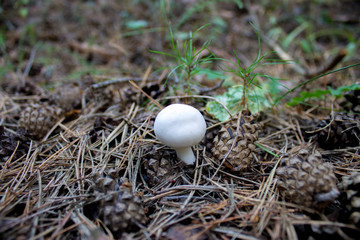 White mushroom Agaricus with fir cones in the spruce forest