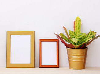 two empty gold frames for pictures and house plant on a light background.