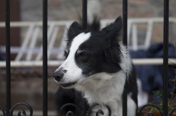 Border collie with heterochromia