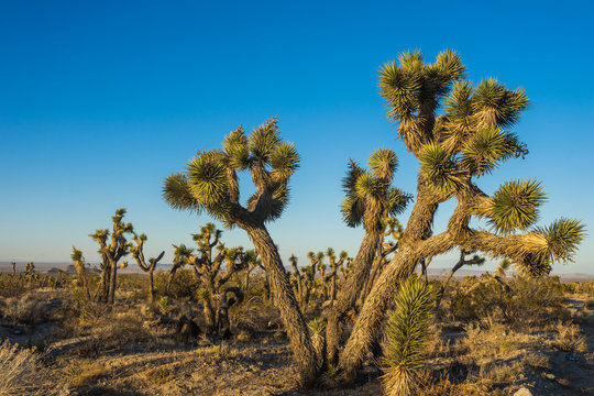 Large branches of Joshua Tree reach out over desert floor in the Mojave of southern California.