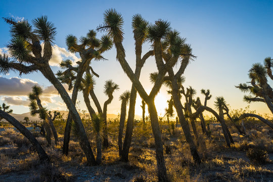 Silhouette of Joshua Trees stand in the vast wilderness of the Mojave Desert of California.