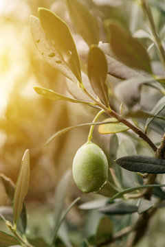 Ripe green olive fruit on branch in organic orchard