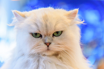 Fototapeta premium White Persian cats with lighting